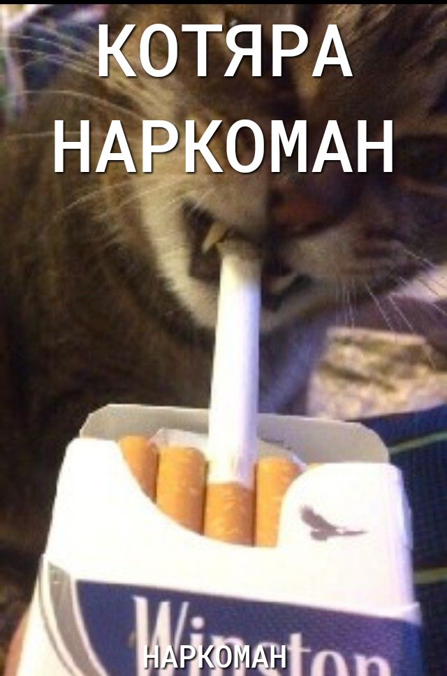 котя РА НАРКОМАН