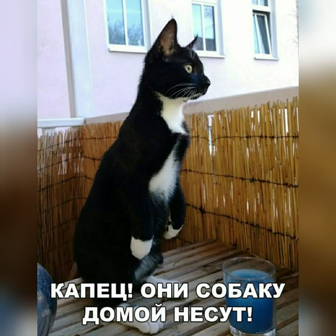 КАПЕЦ СОБАКУ дом НЕСУТ і