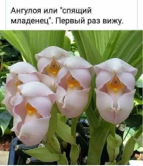 Ангулоя или спящий младенец Первый раз вижу