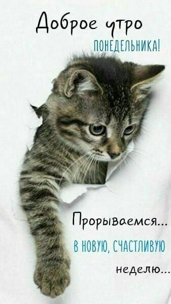 Доброе гро ПОНЕДЕЛЬНИКА Прорывоемся В НОВУЮ ЧНПЛИВУЮ неделю