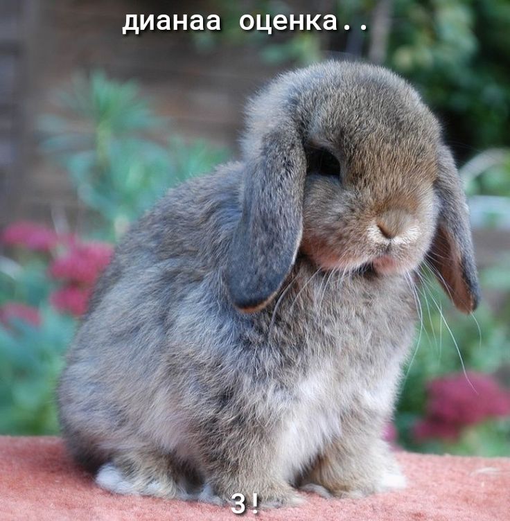 дианаа оценка
