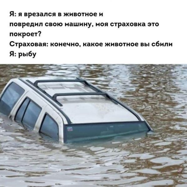 я и врезался живы ное попредид свою машину ион стрит кд это пак Сгріхопл1коиечнв каков животное сбили я рыбу