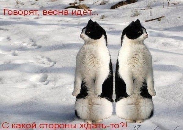 Говбрят весна идёт