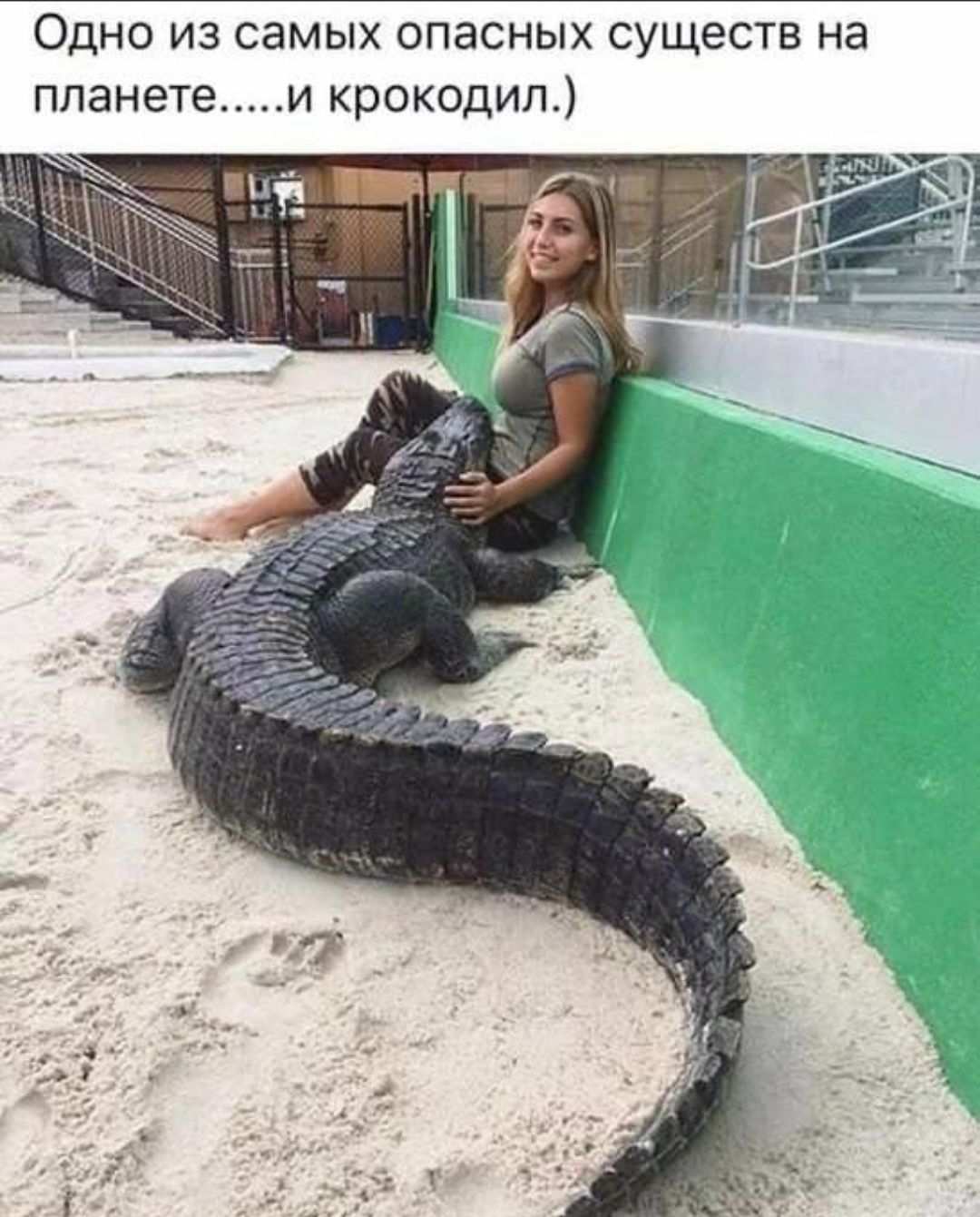 Одно из самых опасных существ на планете......и крокодил.)