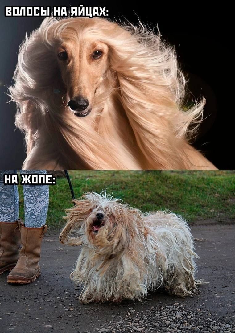 ВОЛОСЫ НА ЯЙЦАХ:\nНА ЖОПЕ:
