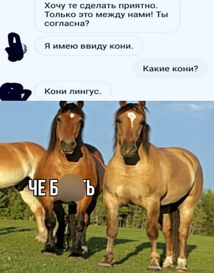 Хочу те сделать приятно. Только это между нами! Ты согласна? Я имею ввиду кони. Какие кони? Конi лингус. ЧЕ Б...б