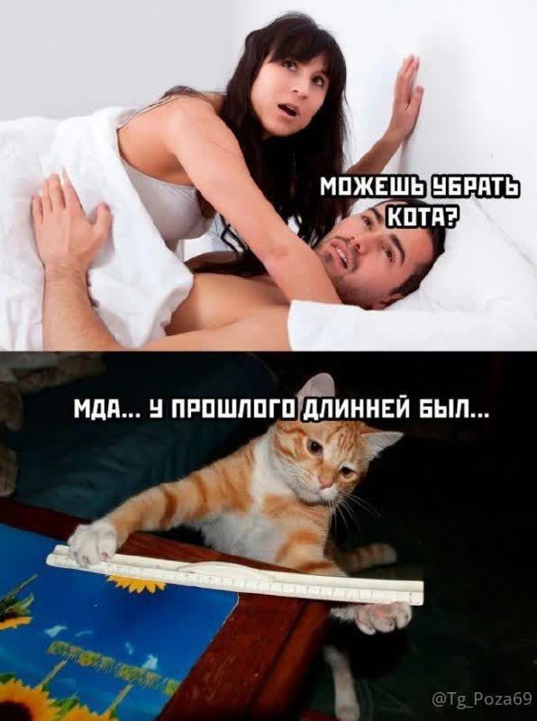 МОЖЕШЬ УБРАТЬ КОТА?\nМДА... У ПРОШЛОГО ДЛИННЕЙ БЫЛ...