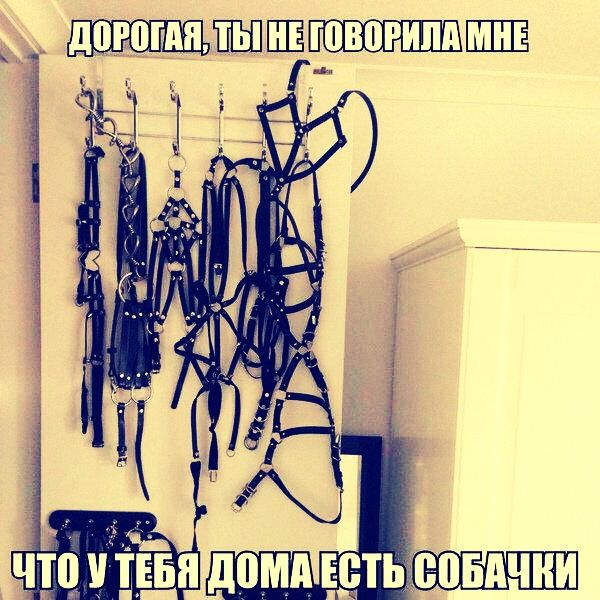 ДОРОГАЯ, ТЫ НЕ ГОВОРИЛА МНЕ ЧТО У ТЕБЯ ДОМА ЕСТЬ СОБАЧКИ
