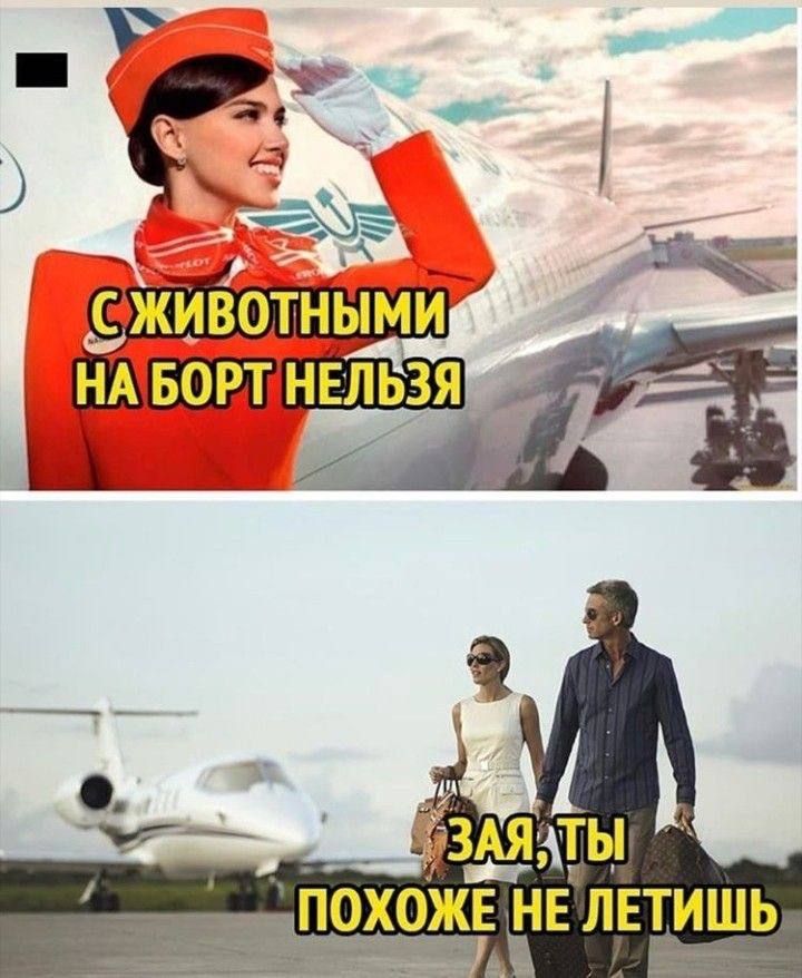 С ЖИВОТНЫМИ НА БОРТ НЕЛЬЗЯ
ЗАЯ, ТЫ ПОХОЖЕ НЕ ЛЕТИШЬ