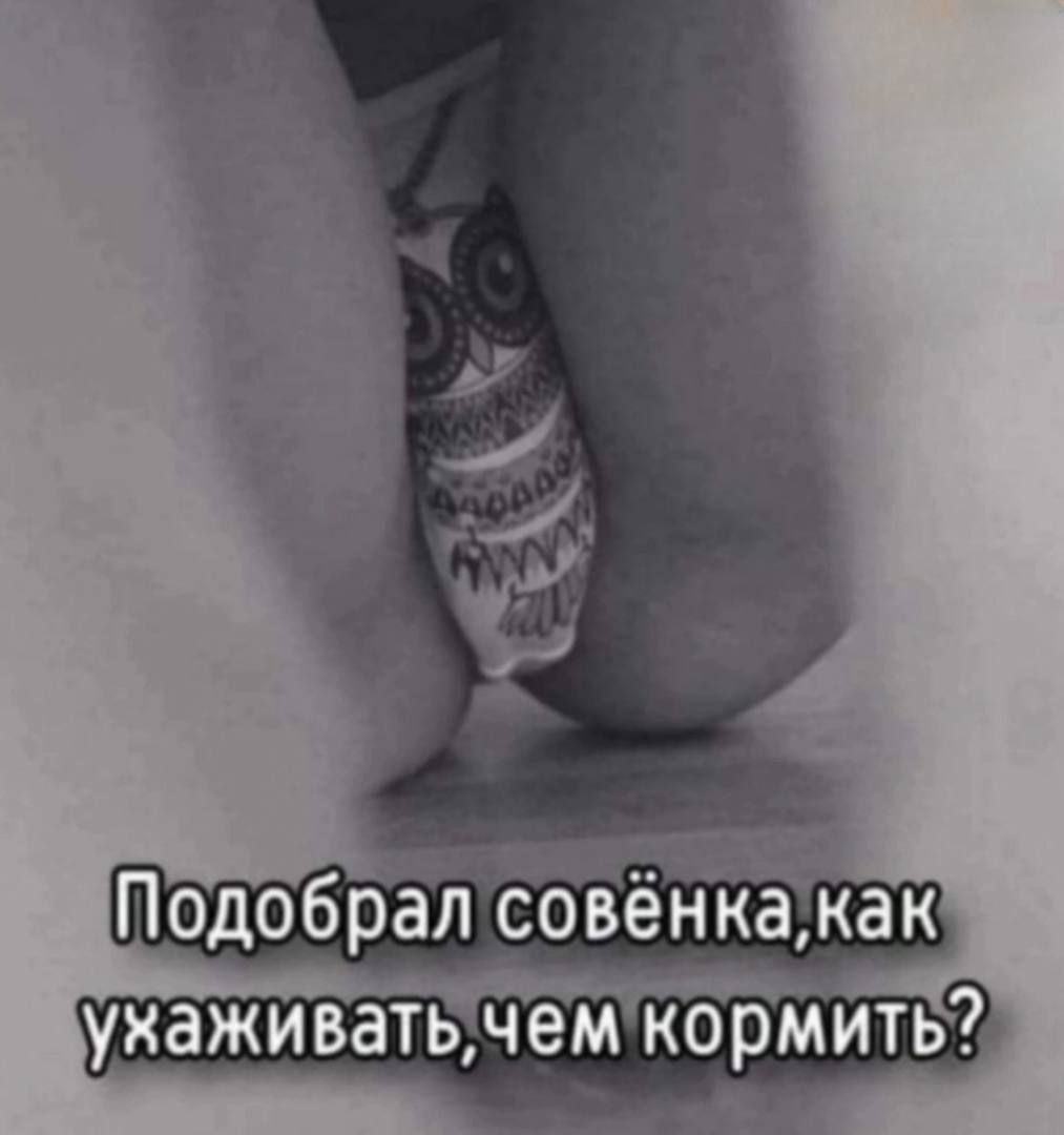 Подобрал совёнка, как ухаживать, чем кормить?