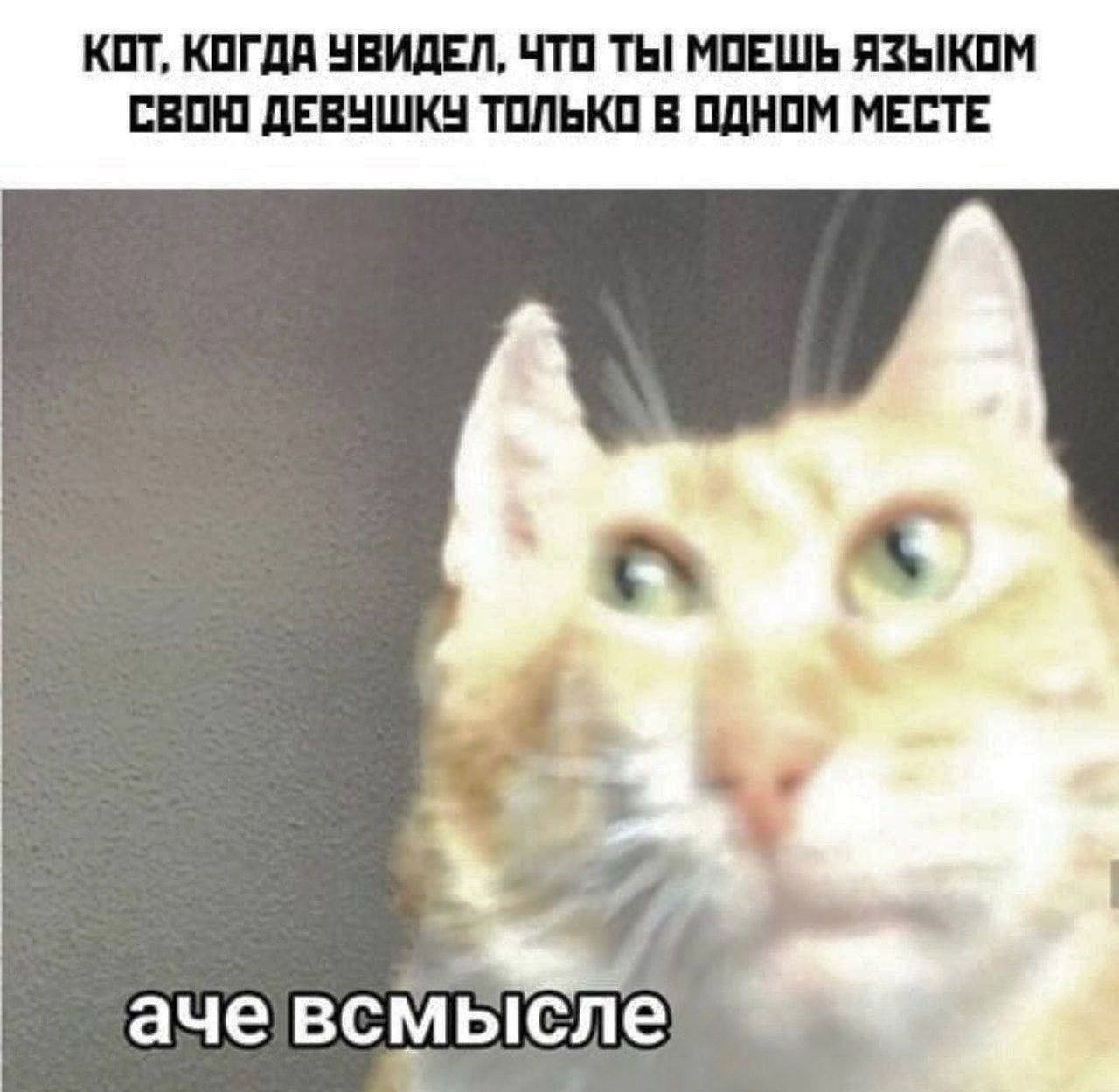 Кот, когда увидел, что ты можешь языком свою девушку только в одном месте — а че всмысле