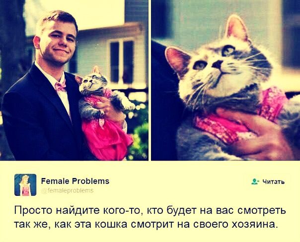 Просто найдите кого-то, кто будет на вас смотреть так же, как эта кошка смотрит на своего хозяина.