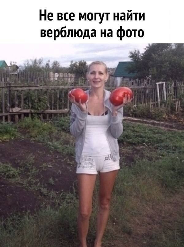 Не все могут найти верблюда на фото