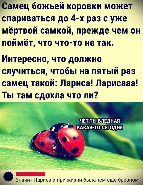 Самец божьей коровки может спариваться до 4-х раз с уже мёртвой самкой, прежде чем он поймёт, что что-то не так. Интересно, что должно случиться, чтобы на пятый раз самец такой: Лариса! Ларисаа! Ты там сдохла что ли?