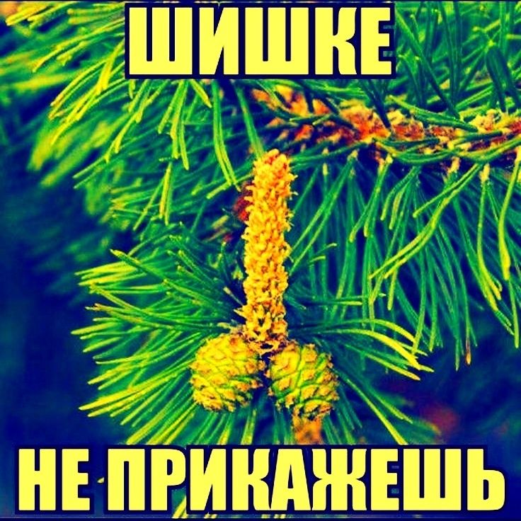 ШИШКЕ НЕ ПРИКАЖЕШЬ
