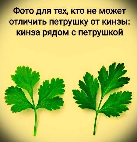 Фото для тех, кто не может отличить петрушку от кинзы: кинза рядом с петрушкой