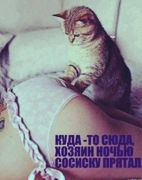 КУДА-ТО СЮДА, ХОЗЯИН НОЧЬЮ СОСИСКУ ПРЯТАЛ