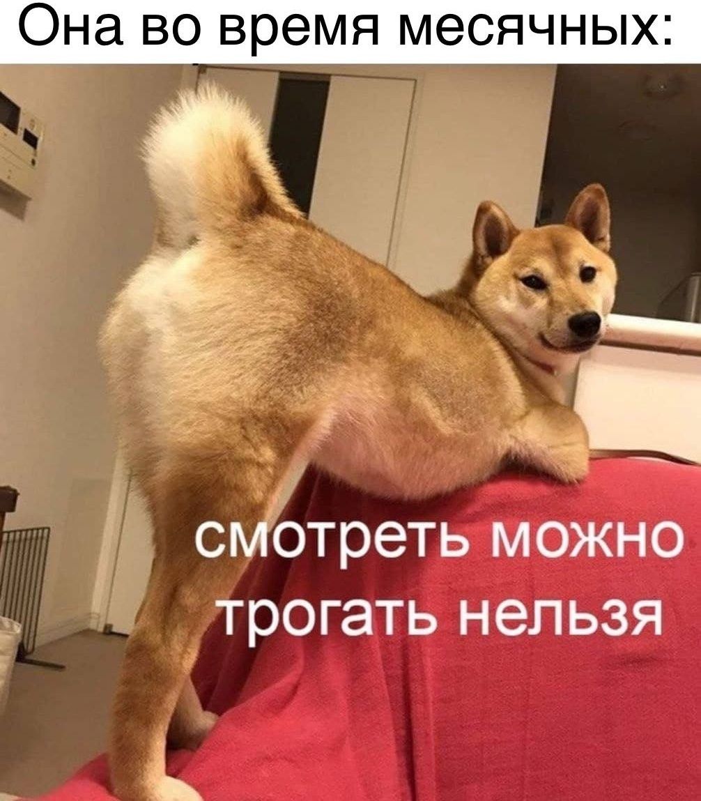 Она во время месячных: смотреть можно трогать нельзя