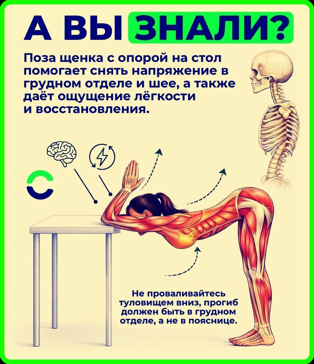А ВЫ ЗНАЛИ? Поза щенка с опорой на стол помогает снять напряжение в грудном отделе и шее, а также даёт ощущение лёгкости и восстановления. Не проваливайтесь туловищем вниз, прогиб должен быть в грудном отделе, а не в пояснице.