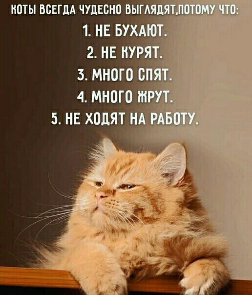 коты всвгщ чудесно БЬГАЯЯЦШшт 1 НЕ БУХАЮТ