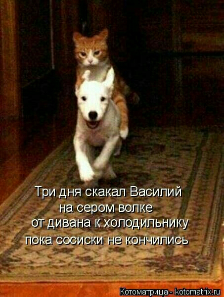Три дня скакап Василий на сером волке от дивана шоподипьнику пэкаісосиски ЫЁЧЫИпи9ь Котоматрица Коюташх