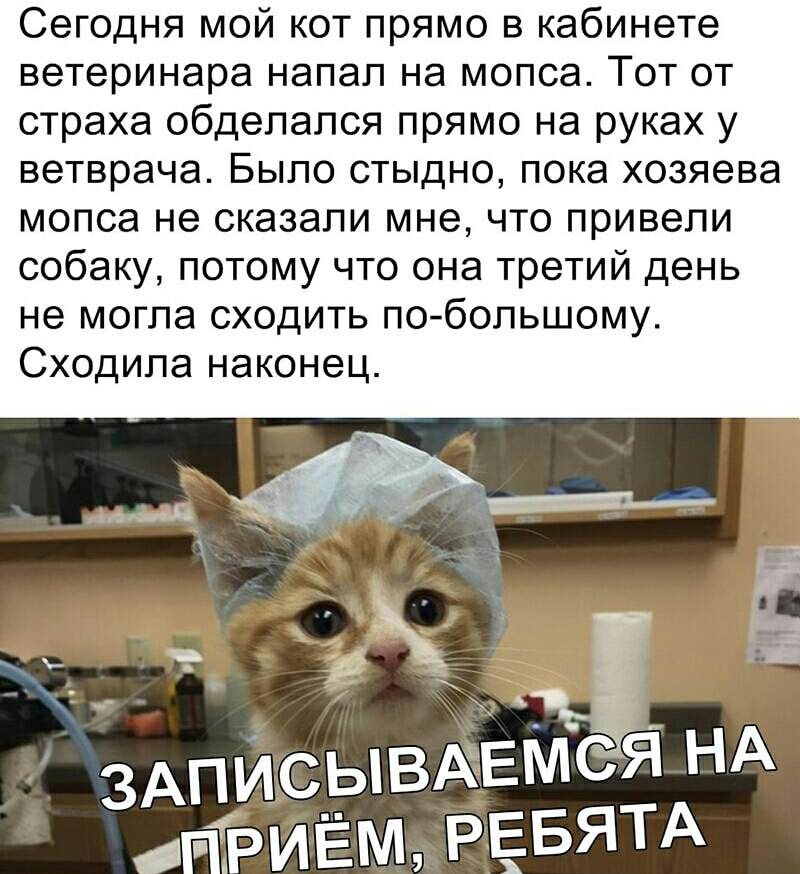 Сегодня мой кот прямо в кабинете ветеринара напал на мопса Тот от страха обделапся прямо на руках у ветврача Быпо стыдно пока хозяева мопса не сказали мне что привели собаку потому что она третий день не могла сходить побопьшому Сходипа наконец