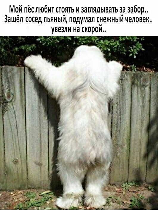 Мой пёс любит стоять и заглядывать за забор Зашел сосед пьяныи подумал снежныи человек увезли на скорои