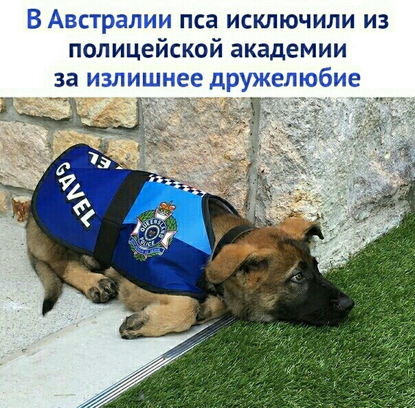 В Австралии пса исключили из полицейской академии за излишнее дружелюбие