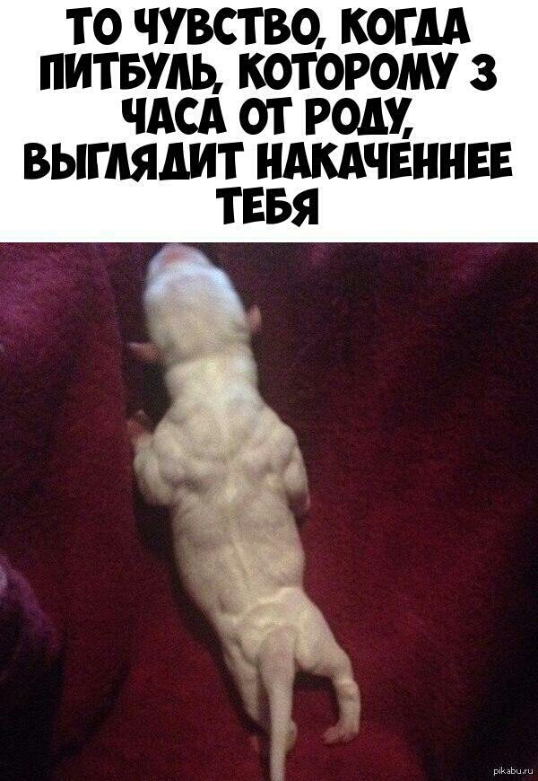 ТО ЧУВСТВО КОГ АА ПИТБУАЬ КОТОРОМУ 3 ЧАСА ОТ РОА ВЫГАЯАИТ НАКАЧЕННЕЕ ТЕБЯ