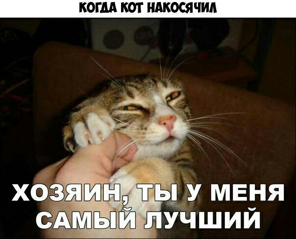 КОГДА КОТ НАКОСЯЧИА