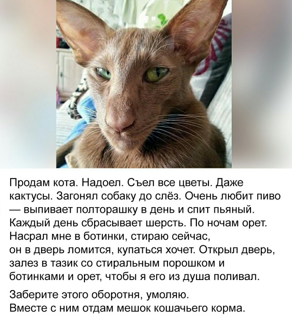 Продам кота Надоел Съеп все цветы Даже кактусы Загонял собаку до слёз Очень любит пиво выпивает полторашку в день и спит пьяный Каждый день сбрасывает шерсть По ночам орет Насрал мне в ботинки стираю сейчас он в дверь ломится купаться хочет Открыл дверь залез в тазик со стиральным порошком и ботинками и орет чтобы я его из душа поливал Заберите этого оборотня умоляю Вместе с ним отдам мешок кошачь