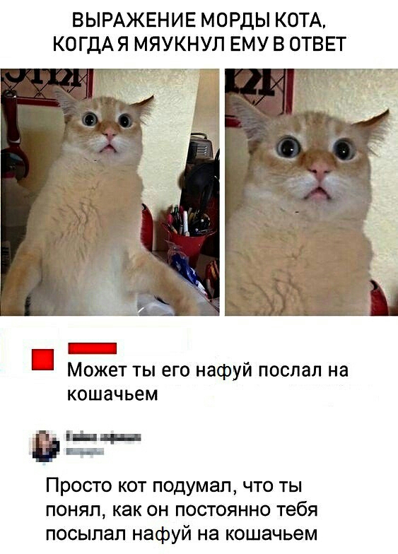 ВЫРАЖЕНИЕ МОРДЫ КОТА КОГДАЯ МЯУКНУЛ ЕМУ В ОТВЕТ _ Может ты его нафуй поспал на кошачьем __ Щ Просто кот подумап что ты понял как он постоянно тебя посылал нафуй на кошачьем