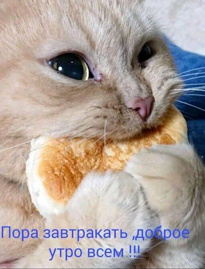 ', пора завтракать дё : утро всем с ва