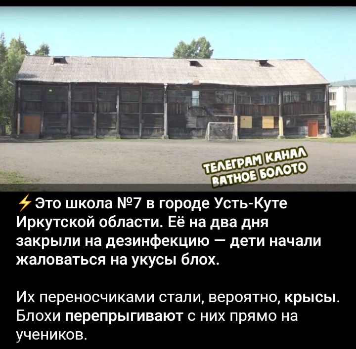 Это школа 7 в городе Усть Куте Иркутской области Её на два дня закрыли на дезинфекцию дети начали жаловаться на укусы блох Их переносчиками стали вероятно крысы Бпохи перепрыгивают с них прямо на учеников