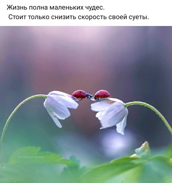 Жизнь полна маленьких чудес Стоит только снизить скорость своей суеты