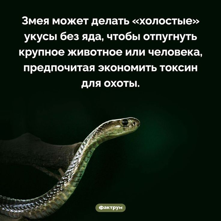 Змея может делать холостые укусы без яда чтобы отпугнуть крупное животное ИЛИ человека предпочитая ЭКОНОМИТЬ ТОКСИН для охоты