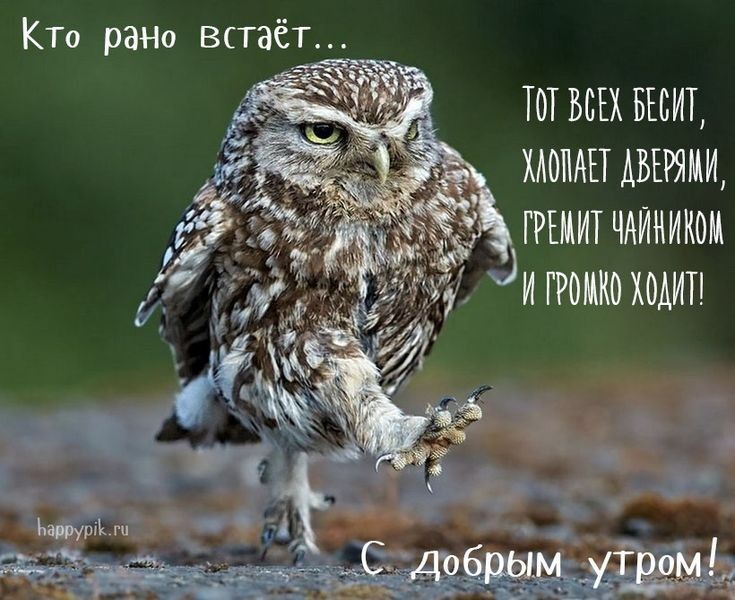 Кто рано втаёт ТОТ ВСЕХ БЕБИТ хлопцы квитки грнцит ЧАИМИКОМ ди громимпдип