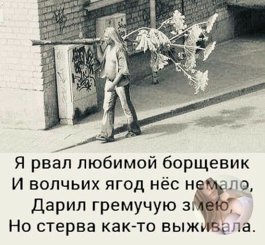 Я рвал любимой борщевик И волчьих ягод нёс н по дарил гремучую з Но стерва как то выж зпа