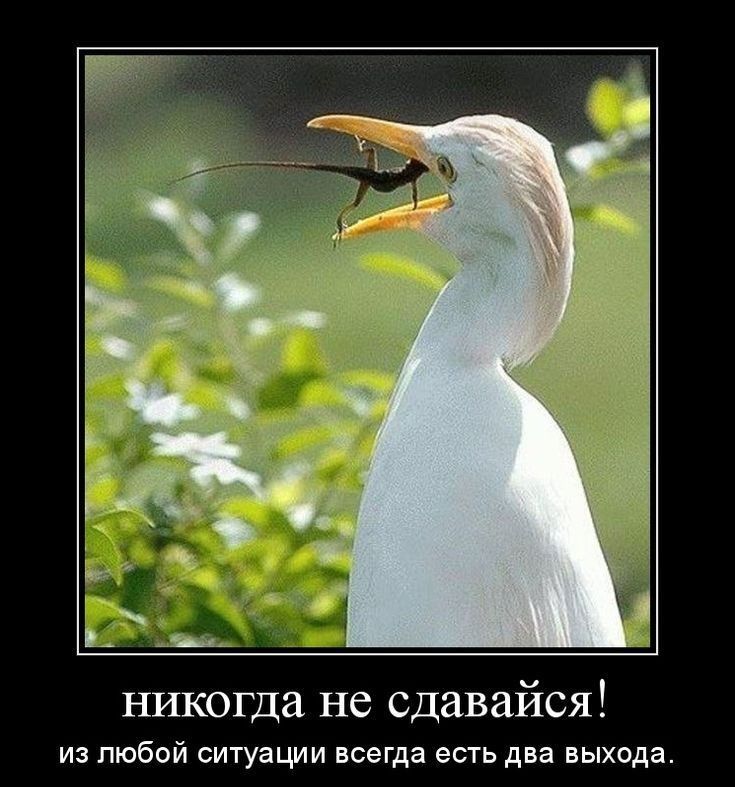 ншсогда не сдавайся из любой СИТУЭЦИИ ВСЕГДЭ ЕСТЬ два ЕЫХОДЗ
