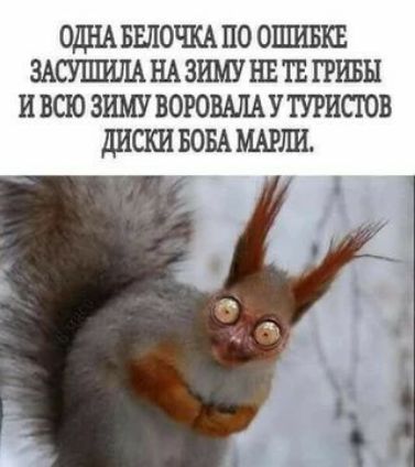 ОДНА БЁЛОЧКА ЦО ОШИБКЕ ЗАСУППША НА ЗИМУ ИЕ ТЕ ГРИБЫ И ВСЮ ЗИМУ ВОРОВАЛАУ ТУРИСГОВ ДИСКИ БОБА МАРКИ