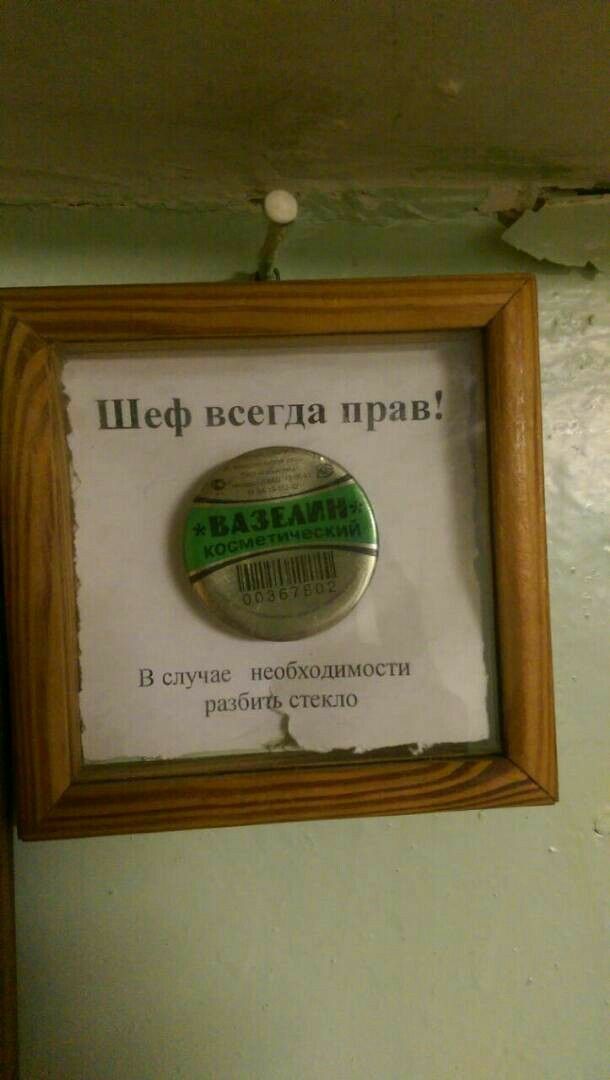 Шеф песца прив ншышп чніьцщ
