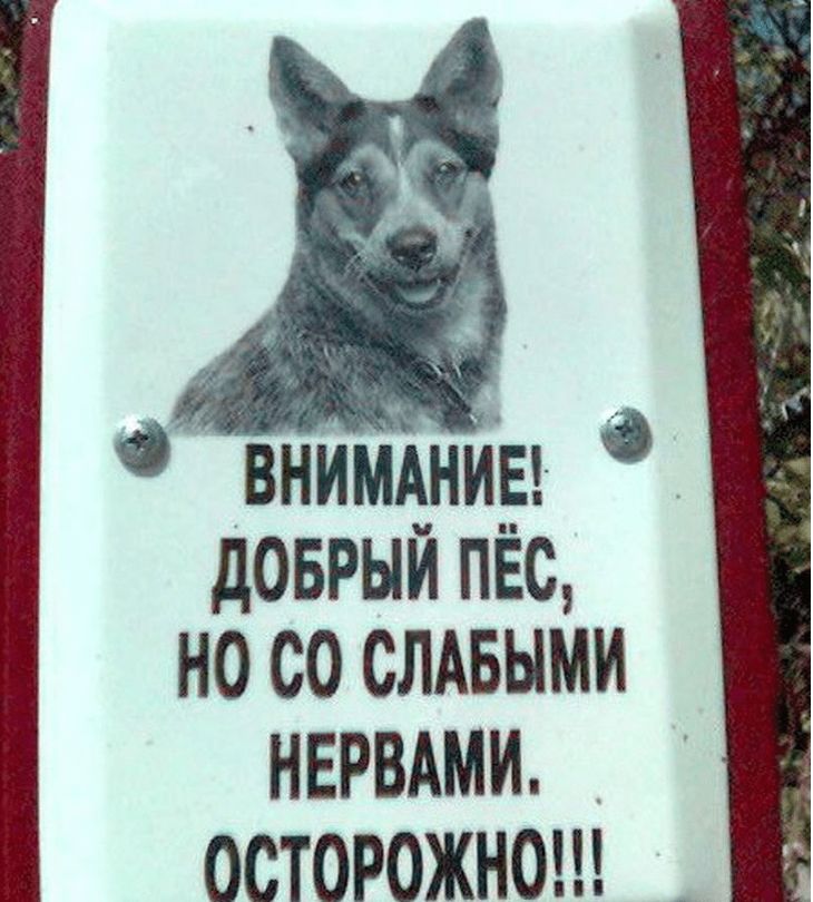 внимАниы доврый пес но со слдвыми НЕРВАМИ ОСТОРОЖНО _