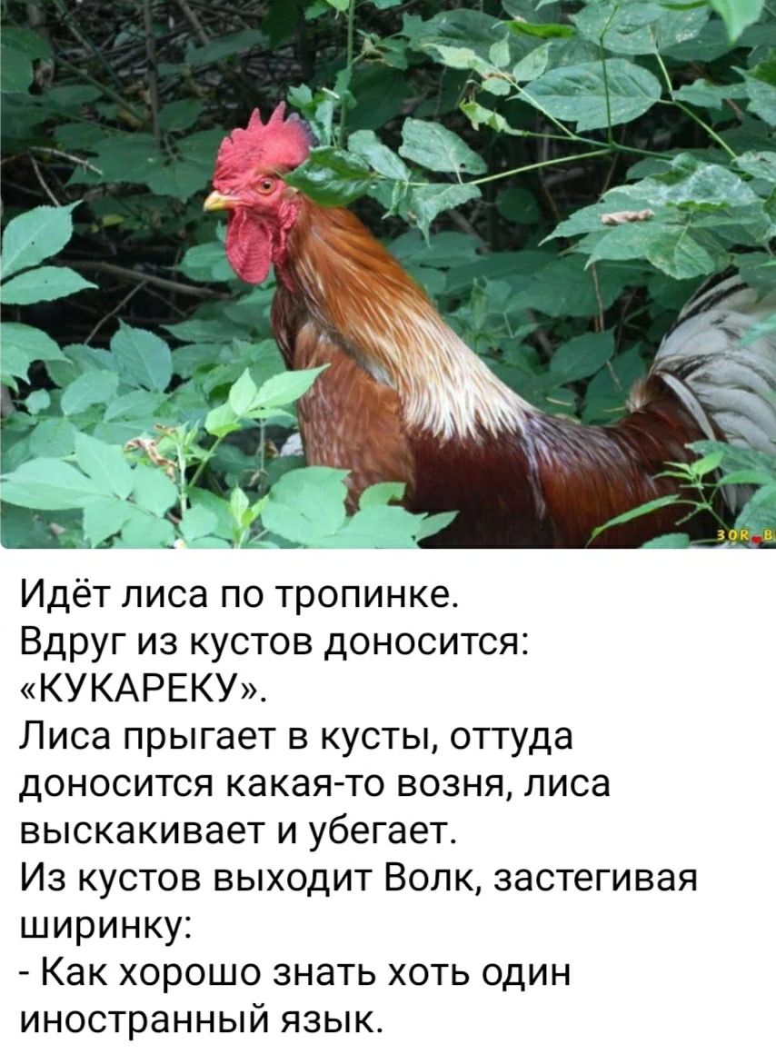Идёт лиса по тропинке Вдруг из кустов доносится КУКАРЕКУ Лиса прыгает в кусты оттуда доносится какаято возня лиса выскакивает и убегает Из кустов выходит Волк застегивая ширинку Как хорошо знать хоть один иностранный язык