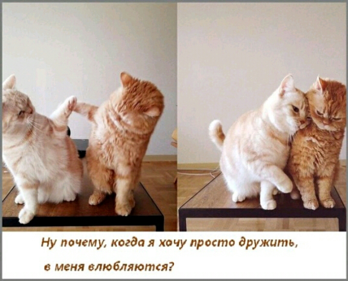 Ну почему когда я хочу просто дружить в меня ОЛЮ бляются