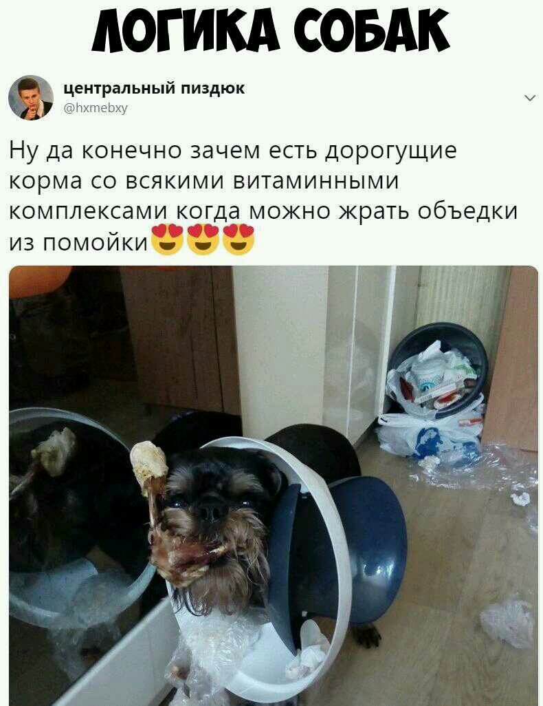 ЛОГИКА СОБАК центральный пиздюк Ц Ну да конечно зачем есть дорогущие корма со всякими витаминными комплексами когда можно жрать объедки из помойки
