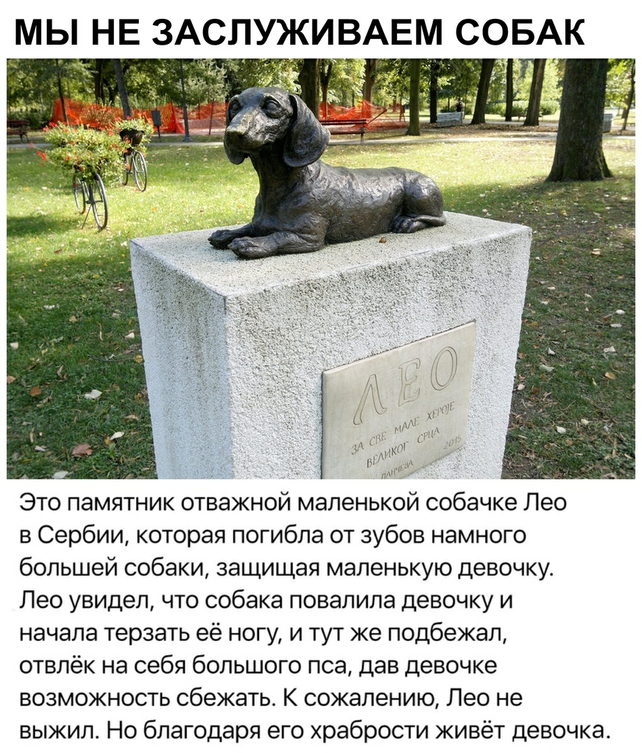 в Сербии которая погибла от зубов намного большей собаки защищая маленькую девочку Лео увидел что собака повалипа девочку и начала терзать её ногу и тут же подбежал отвлёк на себя большого пса дав девочке возможность сбежать К сожалению Лео не выжил Но благодаря его храбрости живёт девочка
