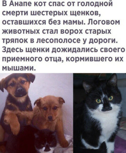 В Анапе кот спас от голодной смерти шестерых щенков оставшихся без мамы Логовом животных стал ворох старых тряпок в лесополосе у дороги Здесь щенки дожидались своего приемного отца кормившего их мышами