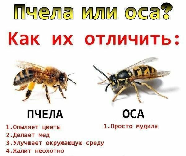 Пчела или оса Как их отличить ПЧЕЛА ОСА 10пыляет цветы 1ПРСТ МУдИЛВ 2делает мед гУлучшает окружающую среду АЖалит невхотно