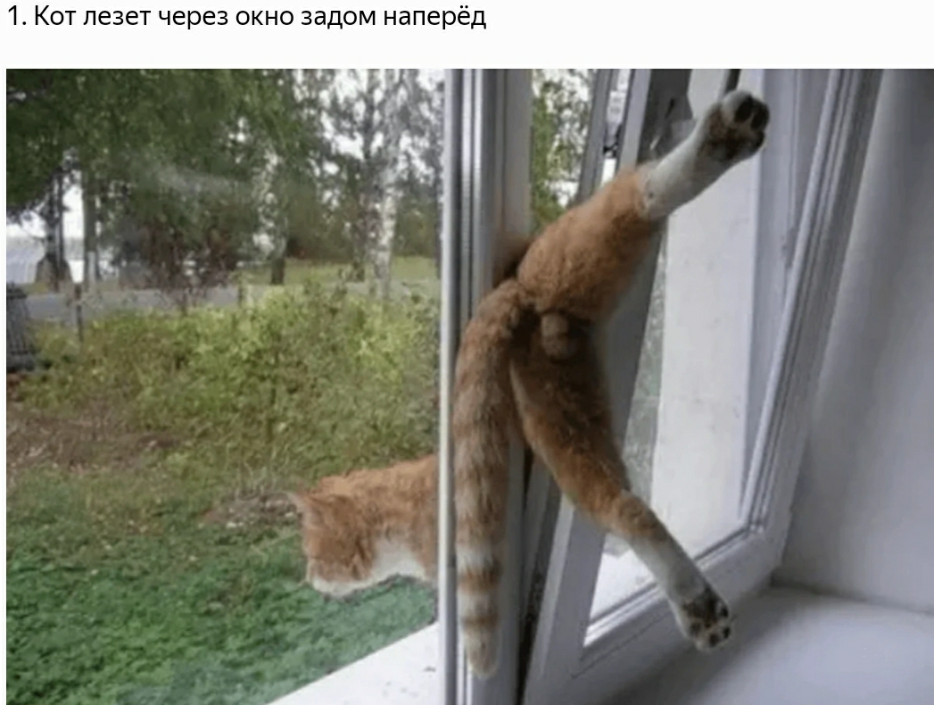 1 Кот лезет через окно задом наперёд