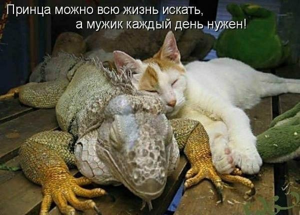 Принца можно всю жизнь искать а мужик каждьій деньдйен
